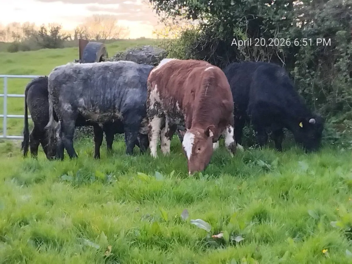 Organic bullocks and heifer - Image 1