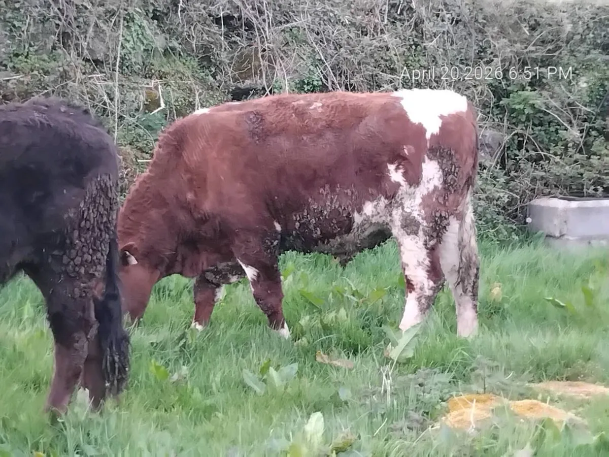 Organic bullocks and heifer - Image 2