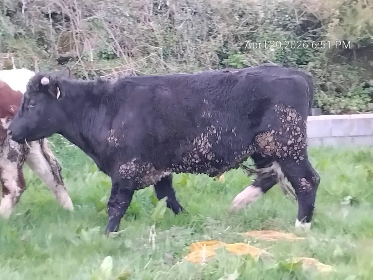 Organic bullocks and heifer - Image 3