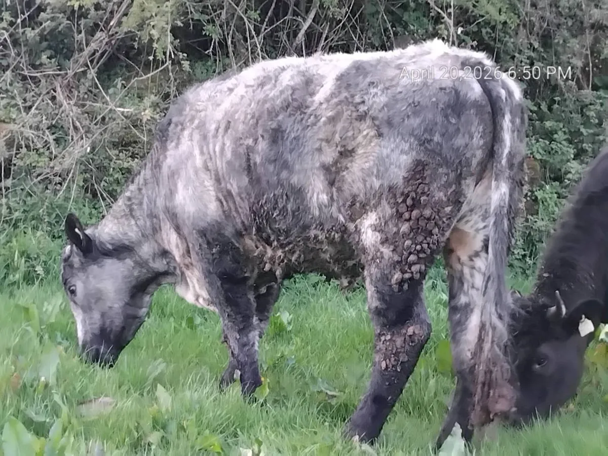 Organic bullocks and heifer - Image 4