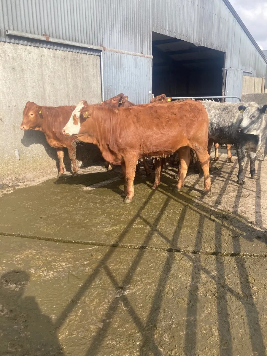 9 limousine heifers for sale - Image 1