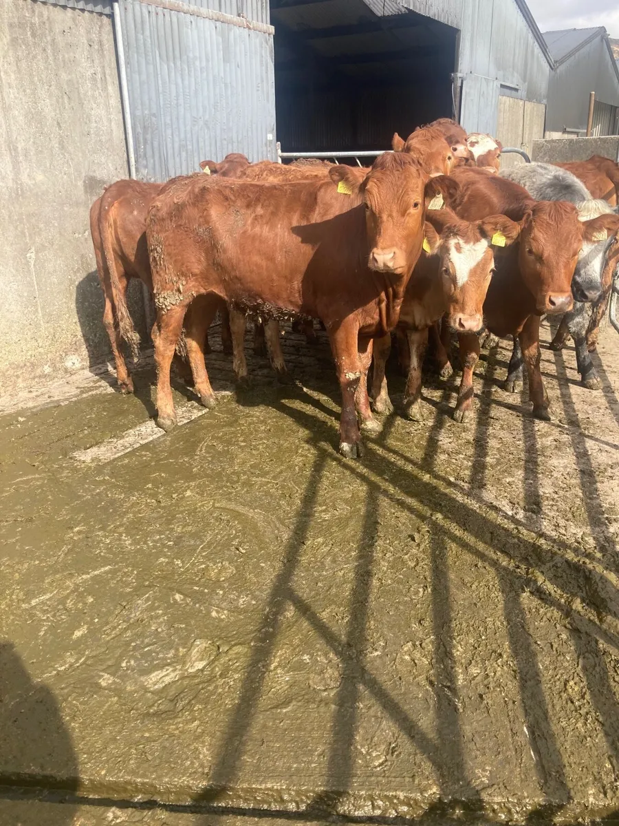 9 limousine heifers for sale - Image 2