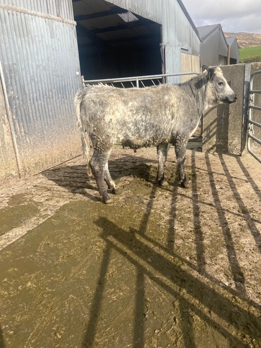 9 limousine heifers for sale - Image 3