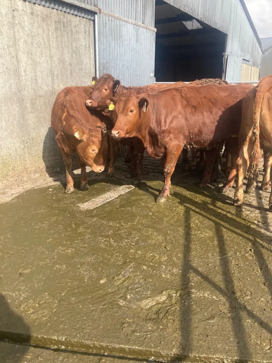 9 limousine heifers for sale - Image 4