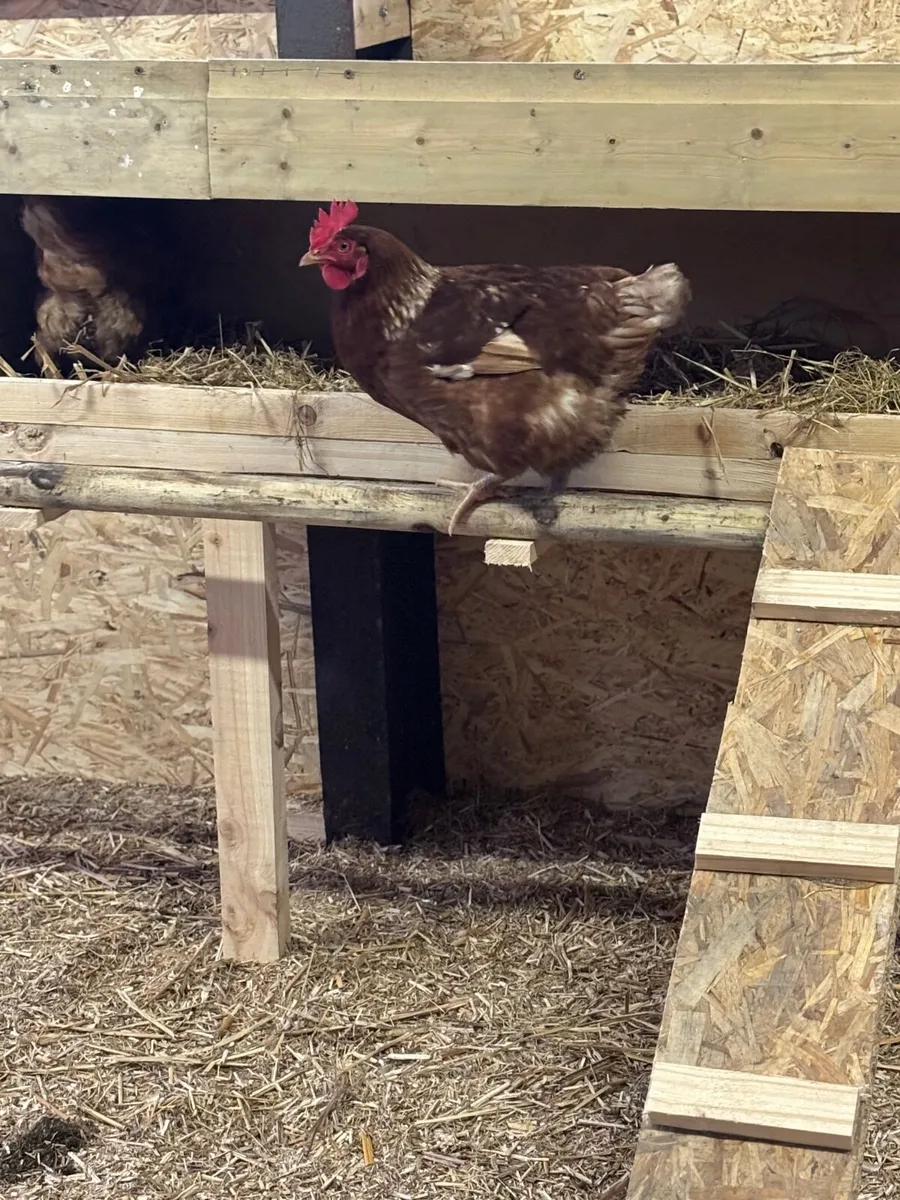 Hens - Image 4