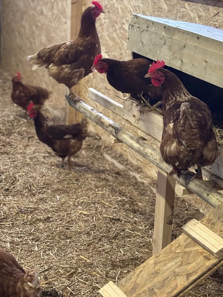 Hens - Image 2