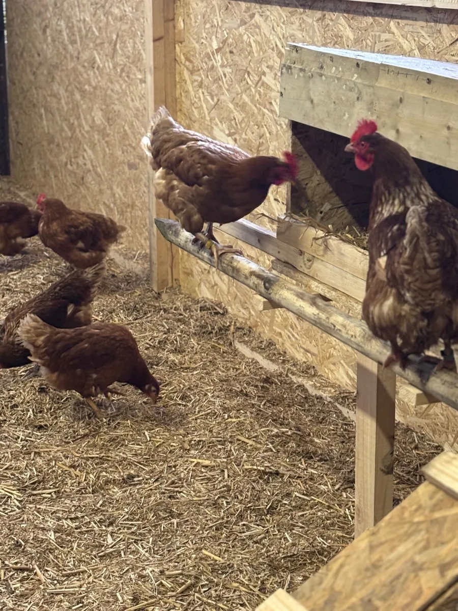 Hens - Image 3