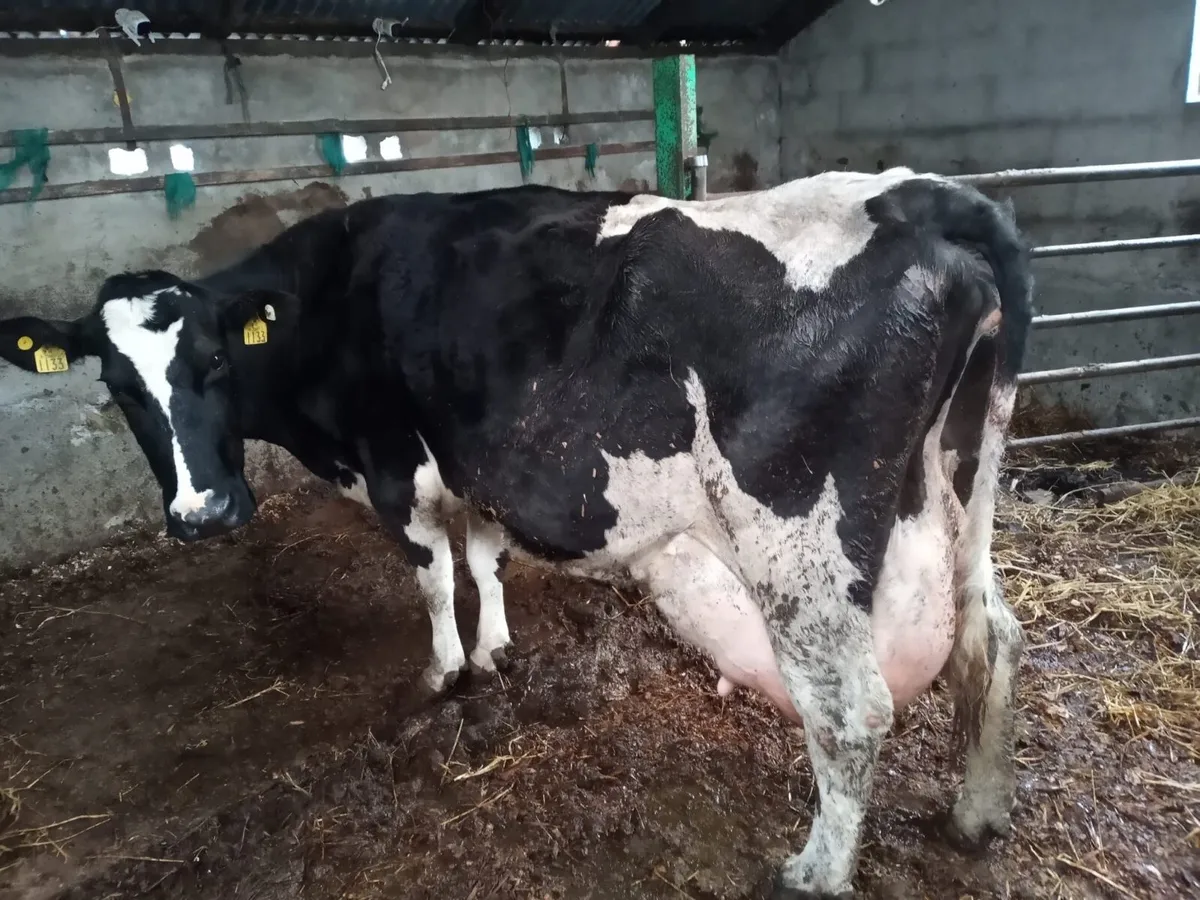 Friesian Cow to rear calfs - Image 1