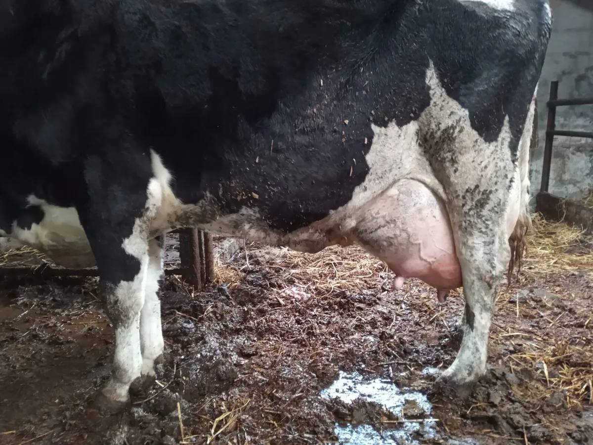 Friesian Cow to rear calfs - Image 2