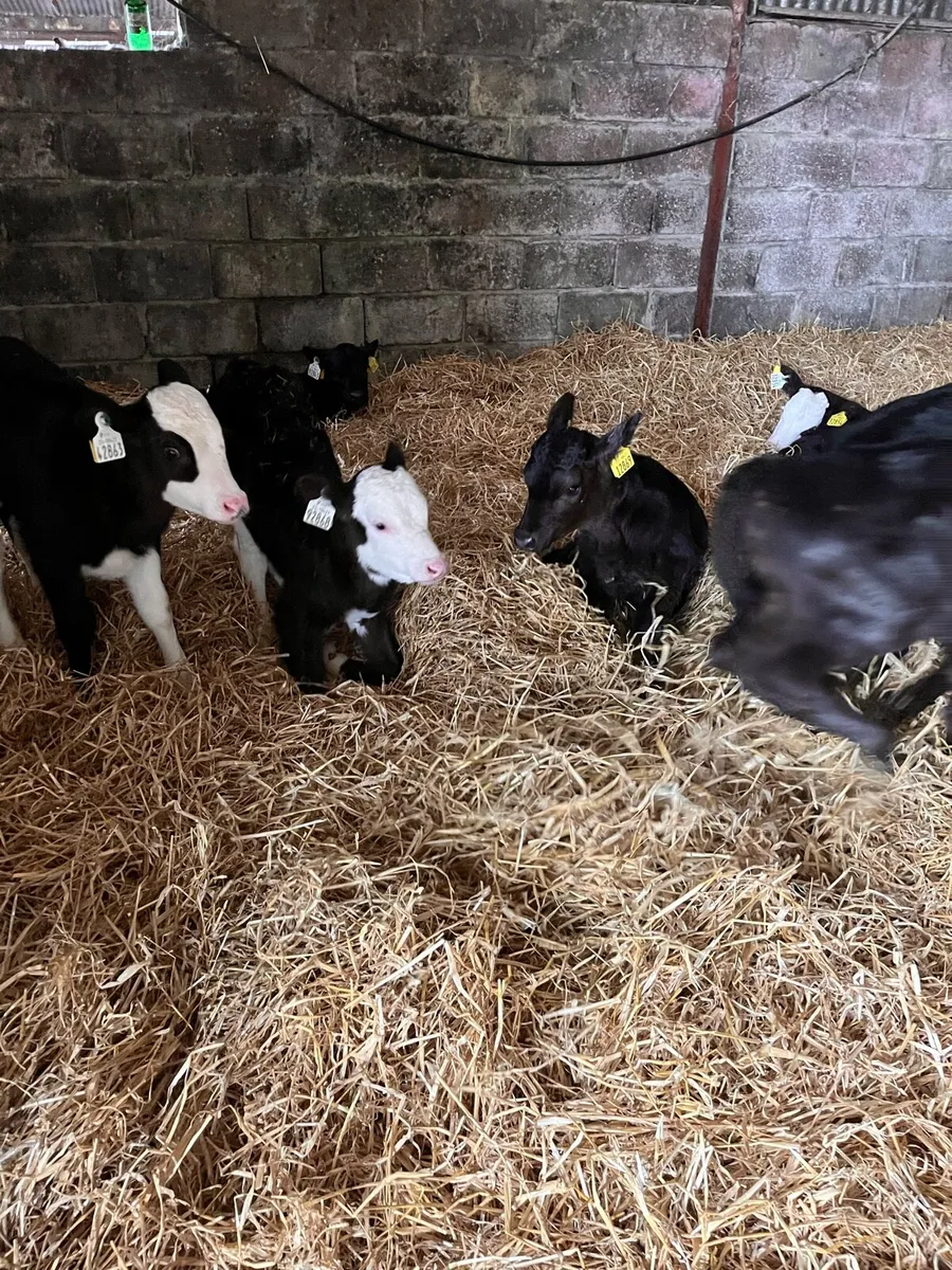 Angus Hereford heifer calves - Image 3