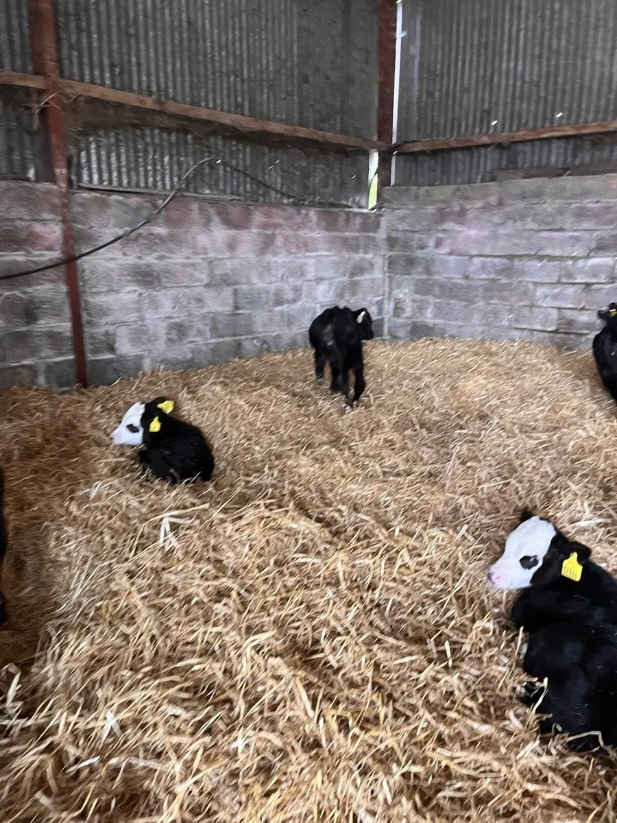 Angus Hereford heifer calves - Image 2