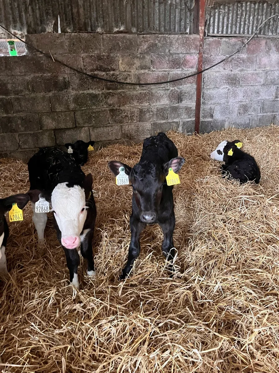 Angus Hereford heifer calves - Image 4