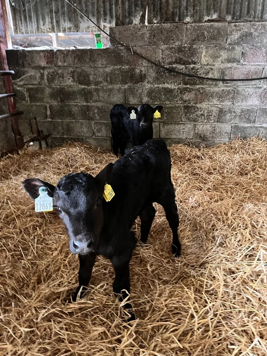 Angus Hereford heifer calves - Image 1