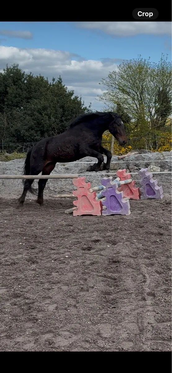 Full ID colt - Image 3