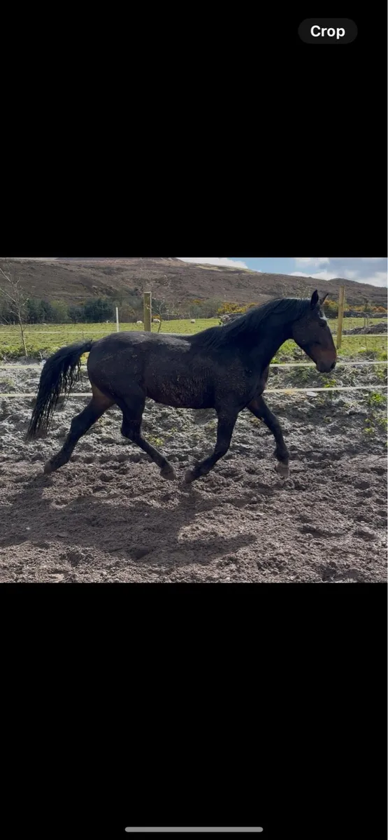 Full ID colt - Image 2