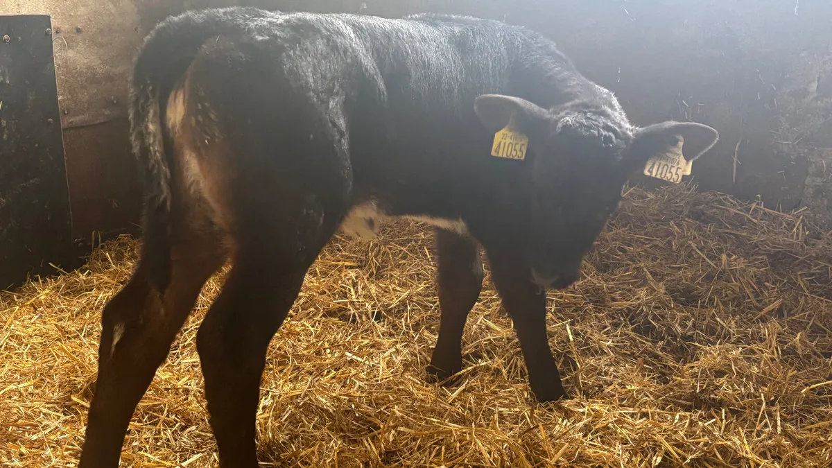 Blue Grey Angus X Shorthorn Heifer Calf - Image 3