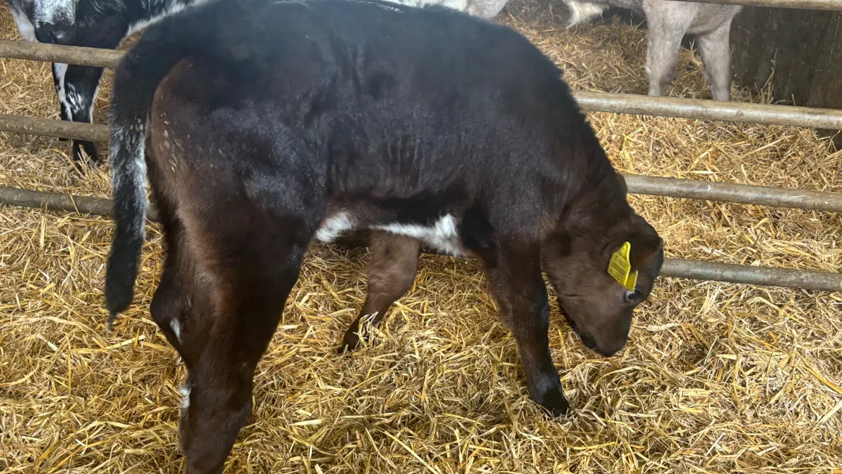 Blue Grey Angus X Shorthorn Heifer Calf - Image 4