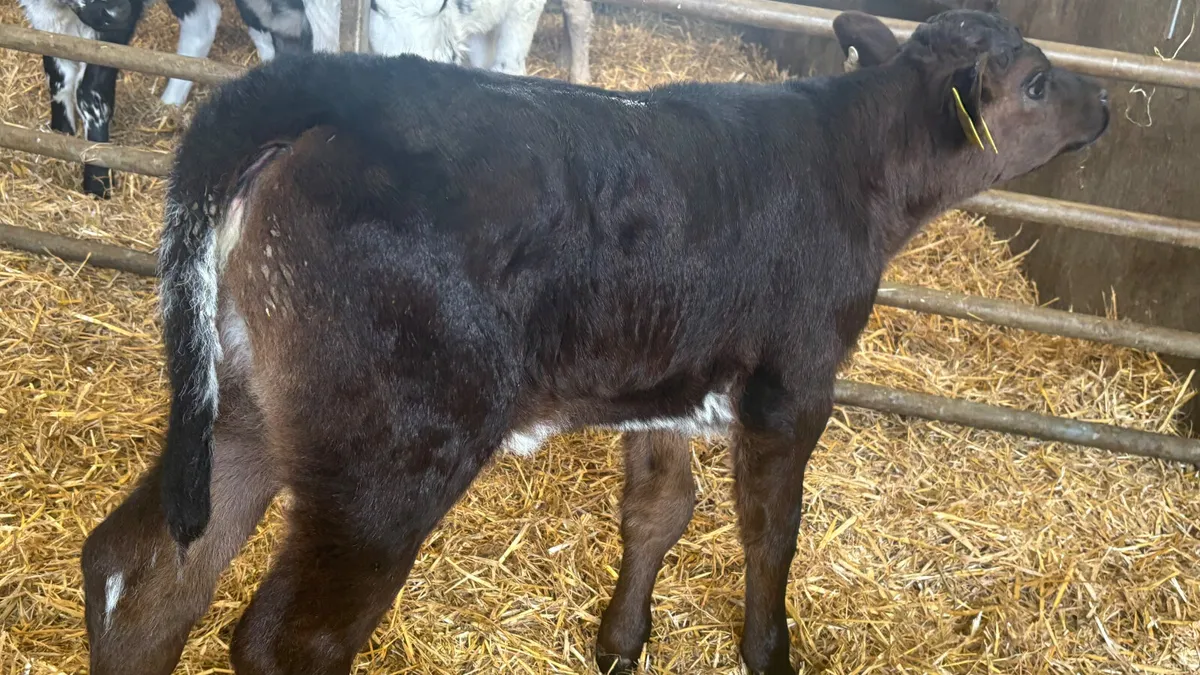 Blue Grey Angus X Shorthorn Heifer Calf - Image 1