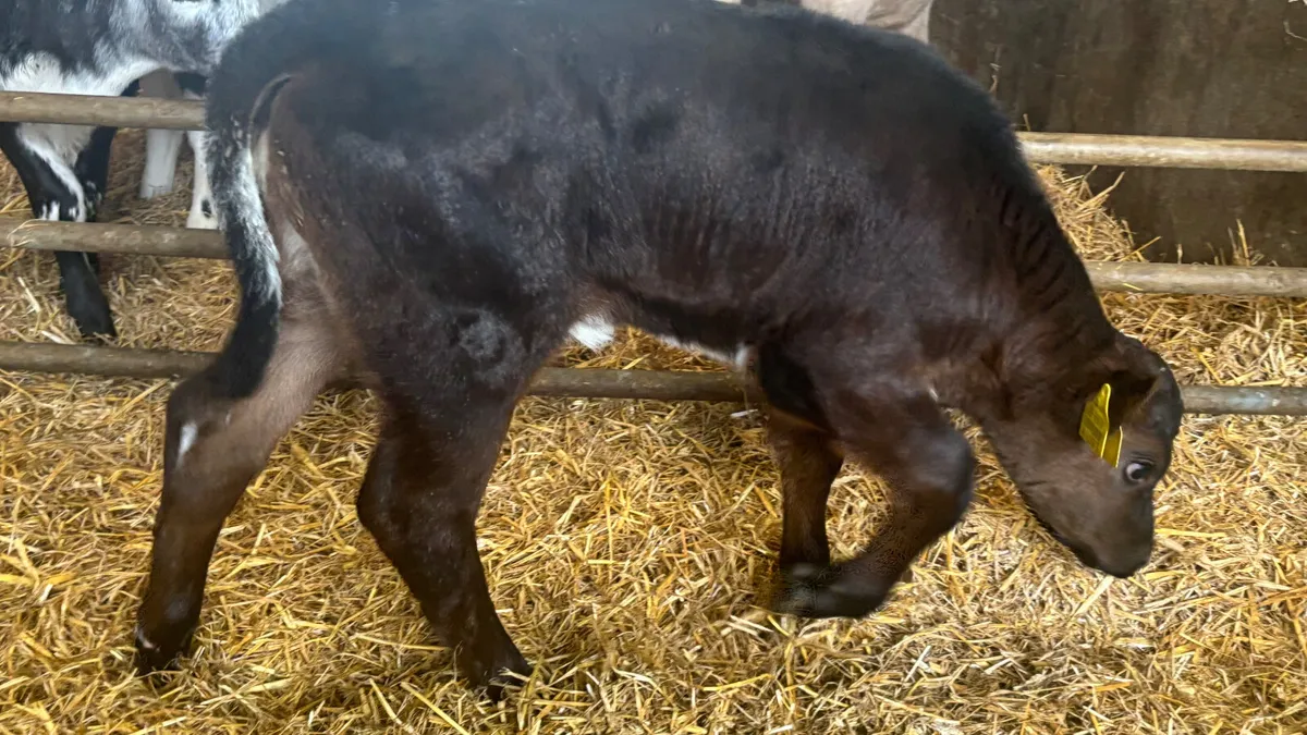 Blue Grey Angus X Shorthorn Heifer Calf - Image 2