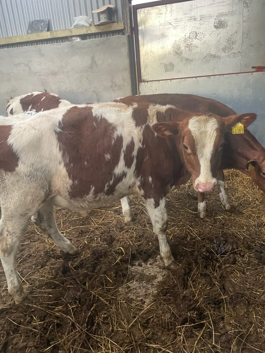 Weanling bulls - Image 1