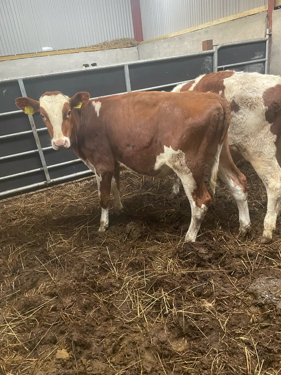 Weanling bulls - Image 2