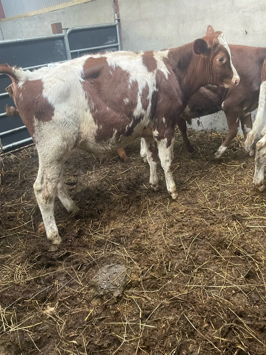 Weanling bulls - Image 3