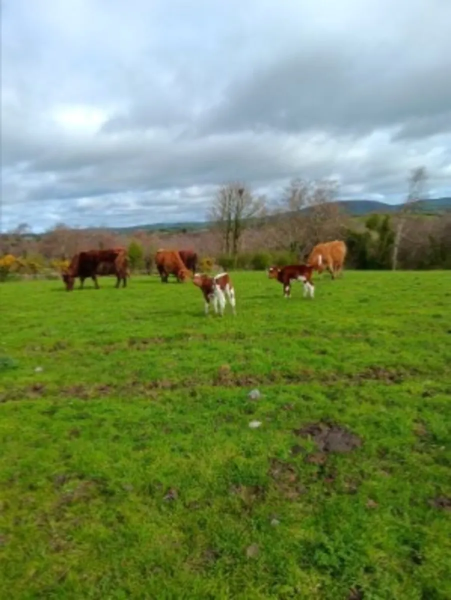 Herd of PB Short horn and Short horn cross cattle - Image 1