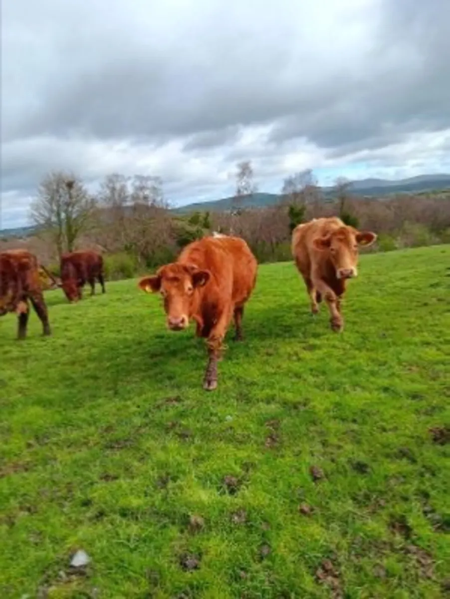 Herd of PB Short horn and Short horn cross cattle - Image 2