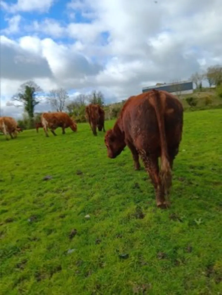 Herd of PB Short horn and Short horn cross cattle - Image 4