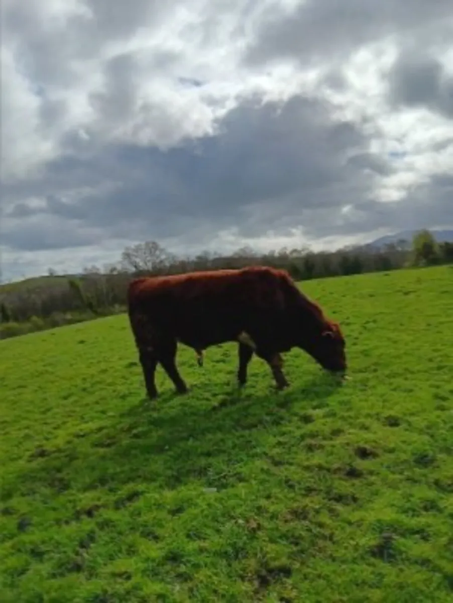 Herd of PB Short horn and Short horn cross cattle - Image 3