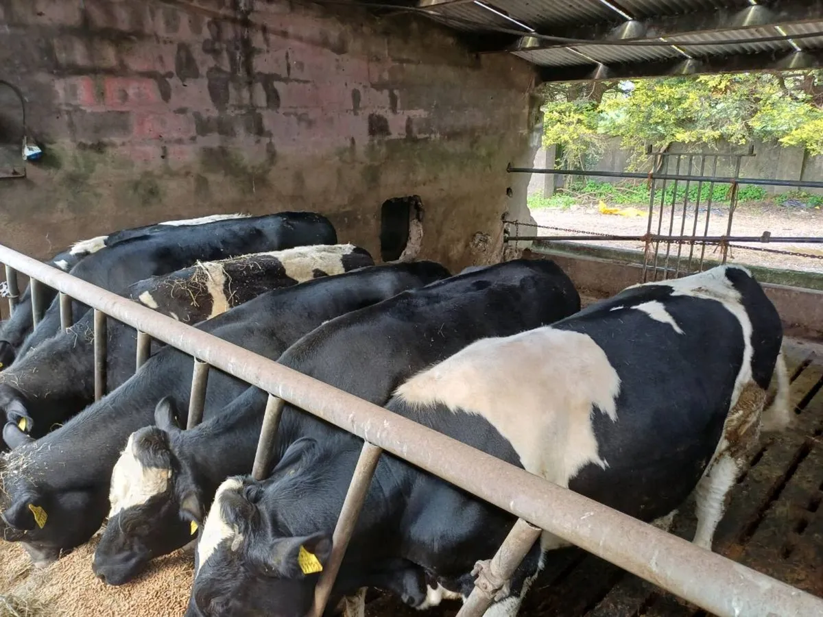 Friesian  Bulls - Image 1