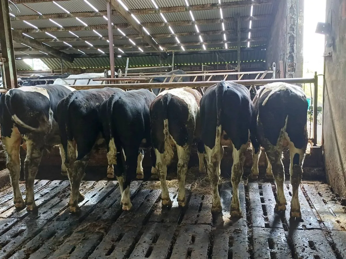 Friesian  Bulls - Image 2