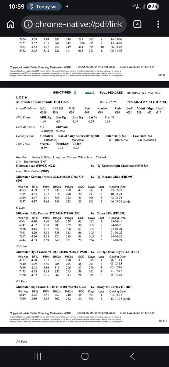 Friesian  Bulls - Image 3