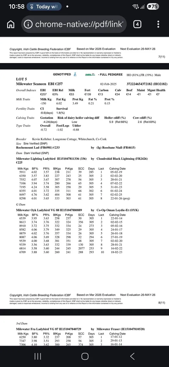 Friesian  Bulls - Image 4