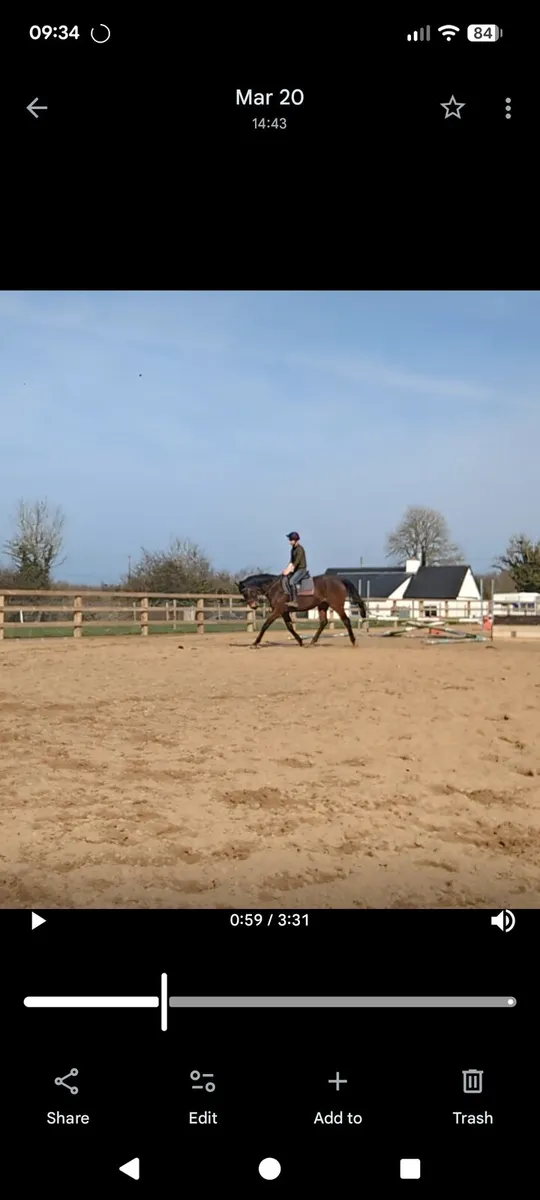 17Hh 13YR OLD GENT DRESSAGE HAPPY HACKER - Image 4