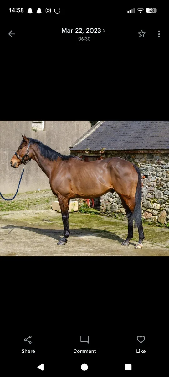 17Hh 13YR OLD GENT DRESSAGE HAPPY HACKER - Image 1