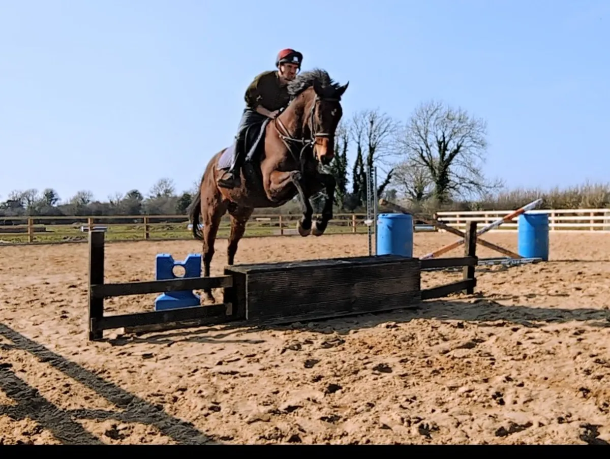 17Hh 13YR OLD GENT DRESSAGE HAPPY HACKER - Image 2