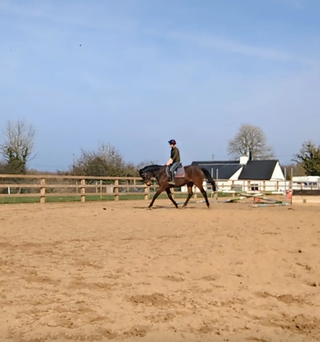 17Hh 13YR OLD GENT DRESSAGE HAPPY HACKER - Image 3