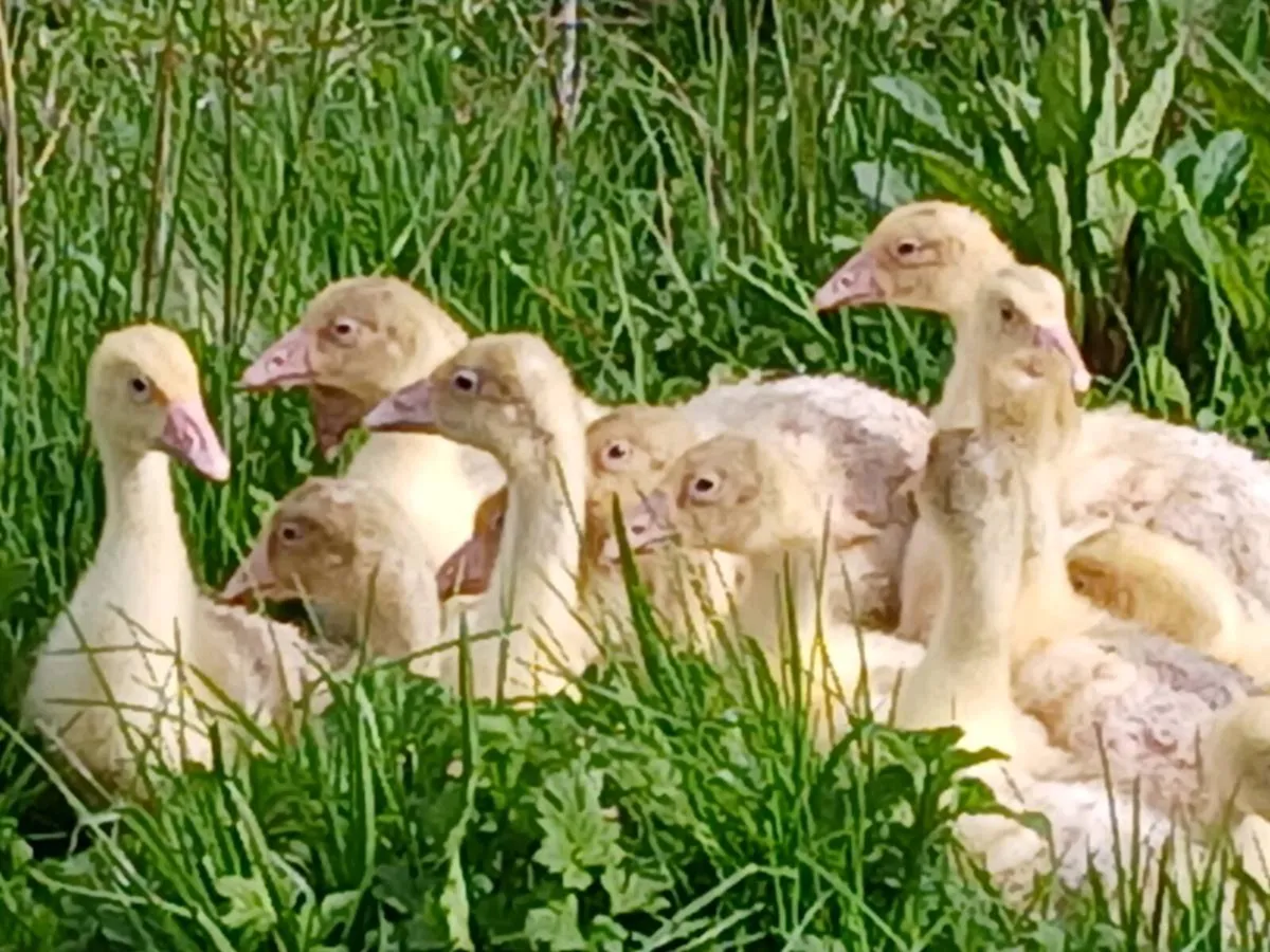 Embden goslings