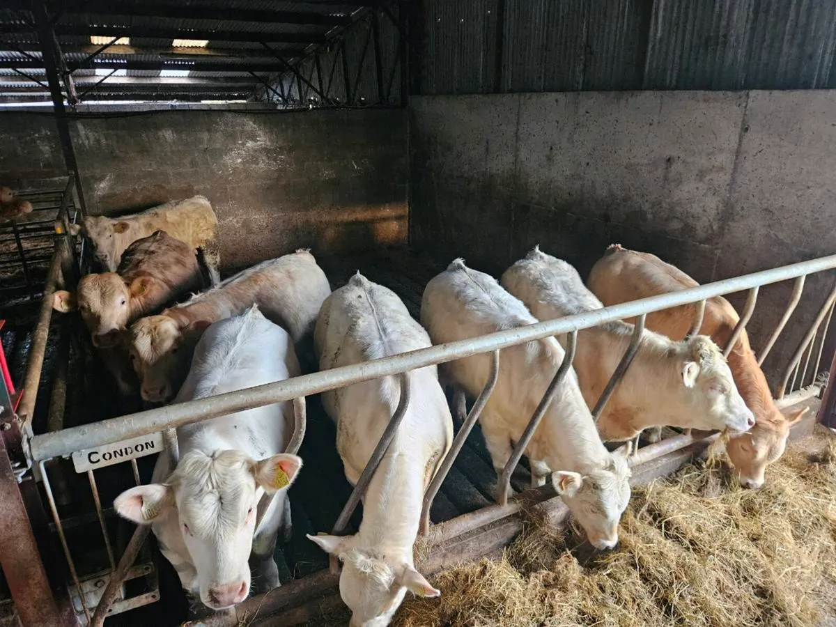 Weanling Bulls - Image 1