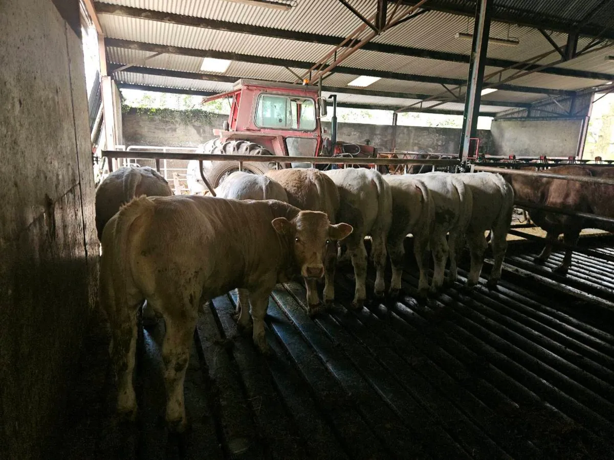 Weanling Bulls - Image 2