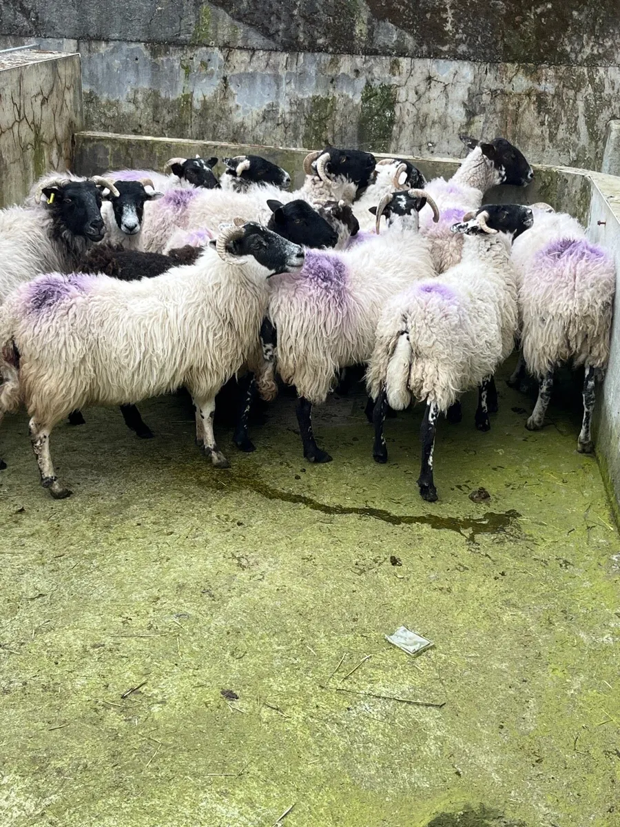 Organic Hoggets and ewes - Image 1