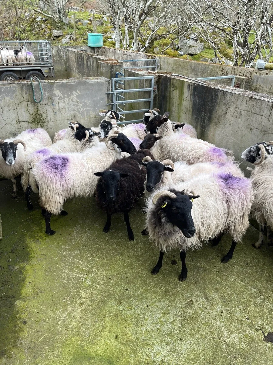 Organic Hoggets and ewes - Image 2