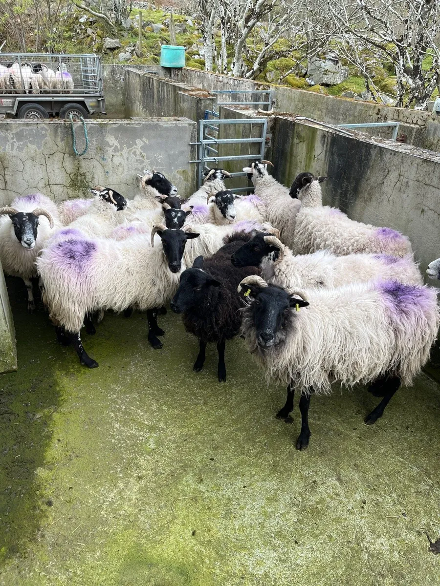 Organic Hoggets and ewes - Image 3