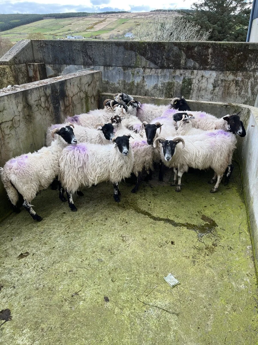 Organic Hoggets and ewes - Image 4