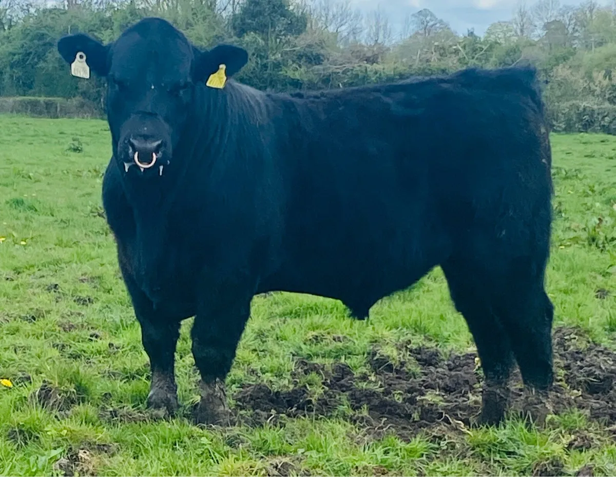 Pbr Angus Bull - Image 1