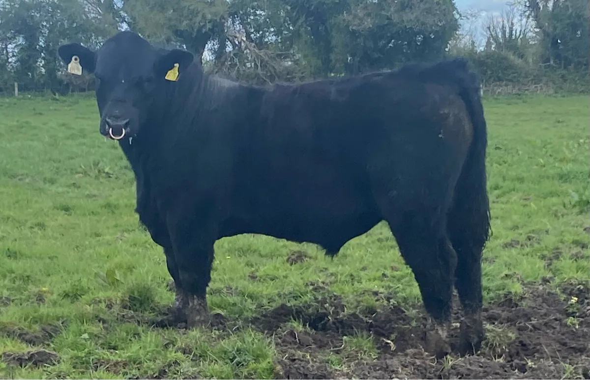 Pbr Angus Bull - Image 2