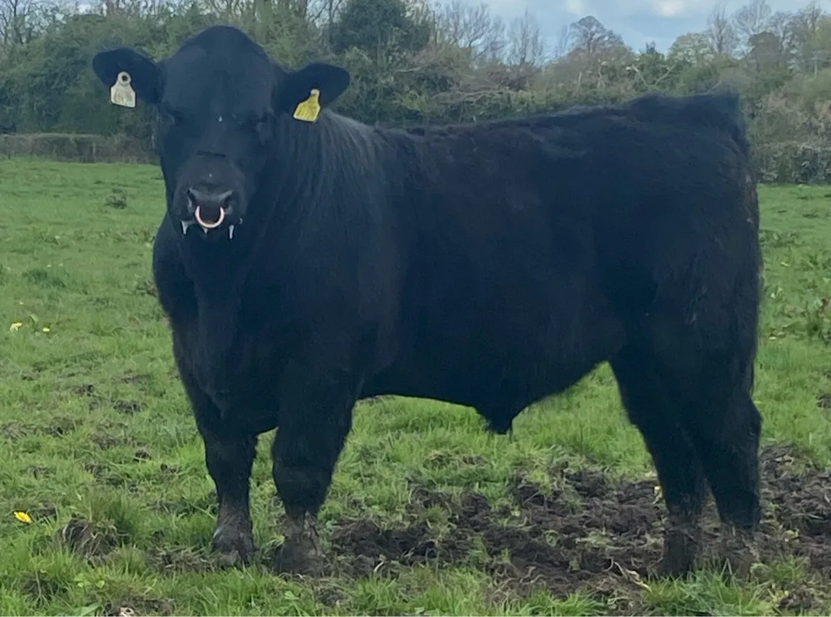 Pbr Angus Bull - Image 3
