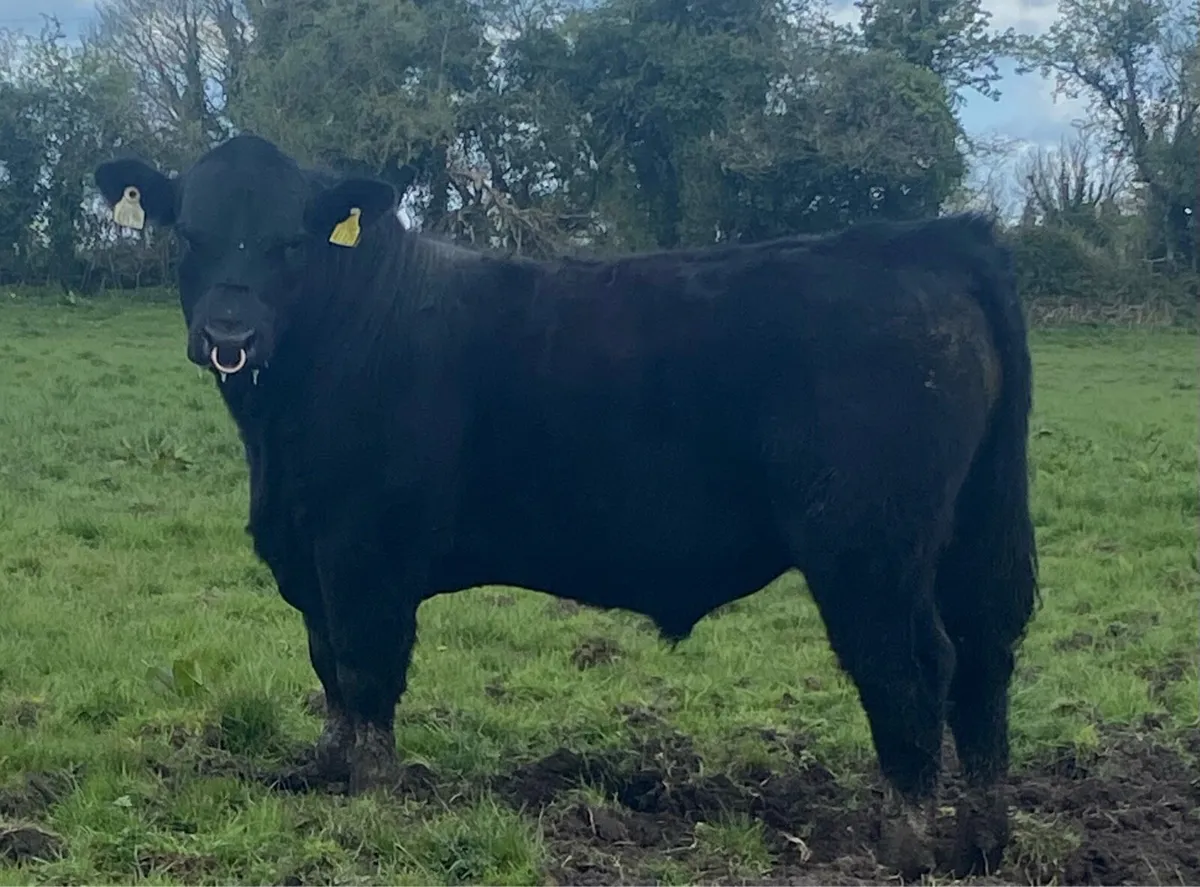 Pbr Angus Bull - Image 4