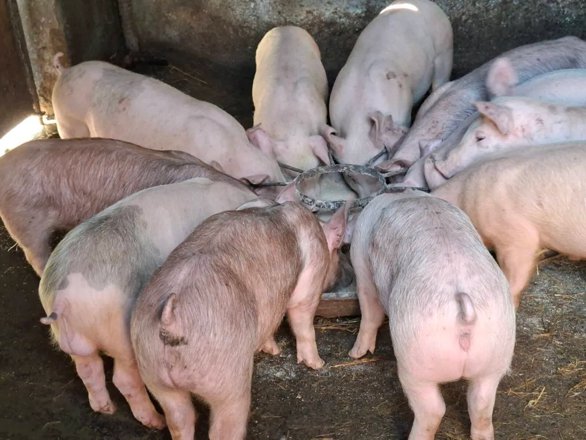 Pigs 10 weeks old - Image 2